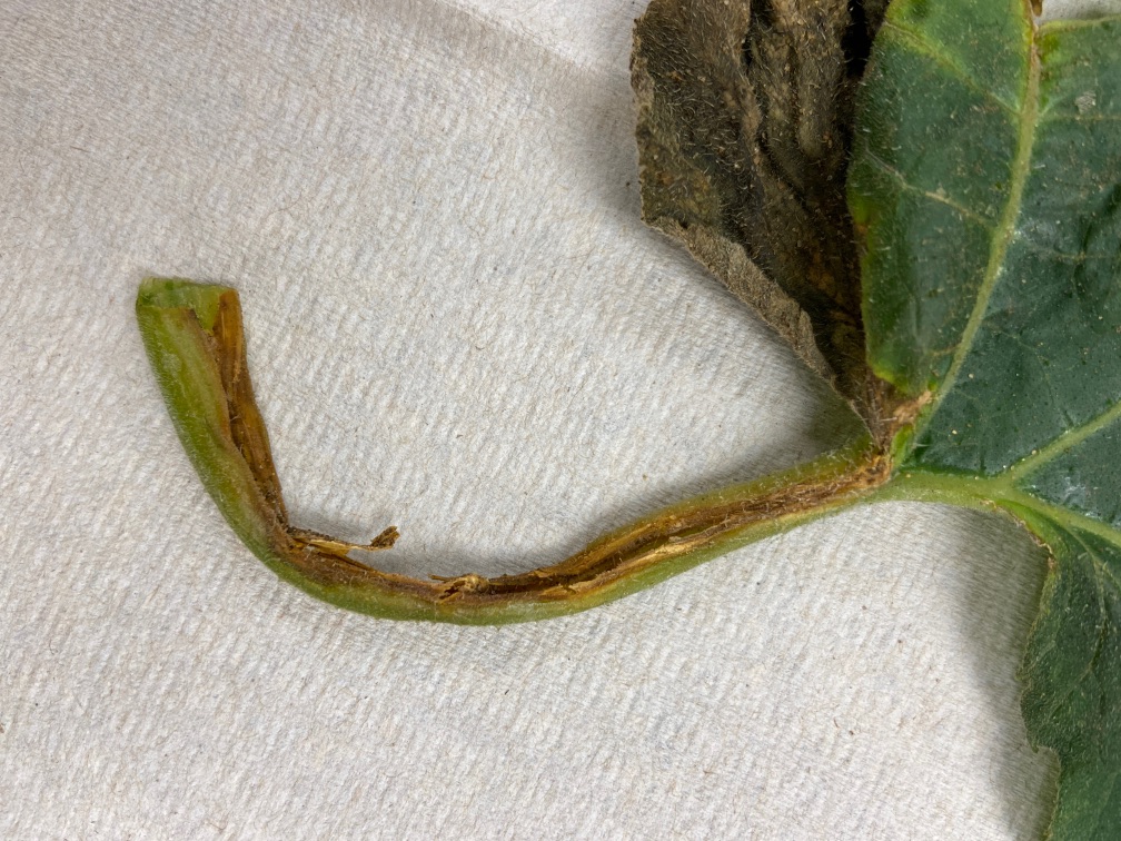 Leaf spots and petiole lesions caused.
